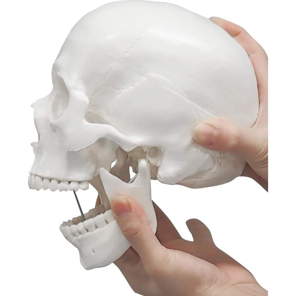 Modelo Anatómico de Cráneo Humano 3 Partes Medarchitect