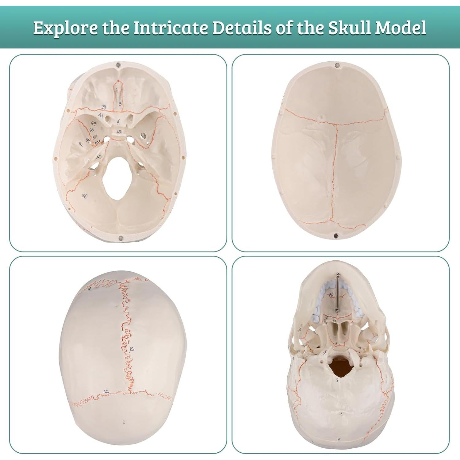 Modelo de Cráneo Humano Numerado Skillssist 1:1 3 Partes