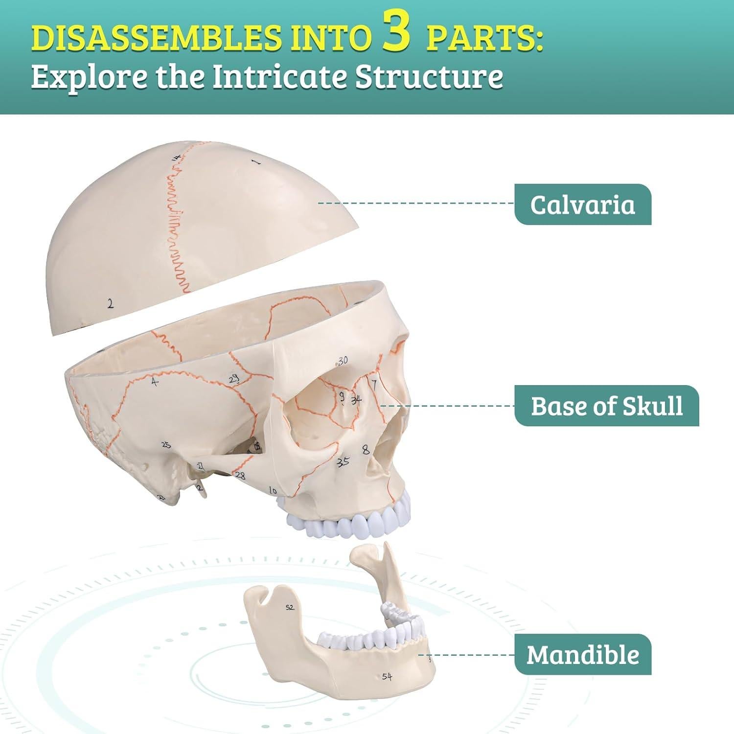 Modelo de Cráneo Humano Numerado Skillssist 1:1 3 Partes