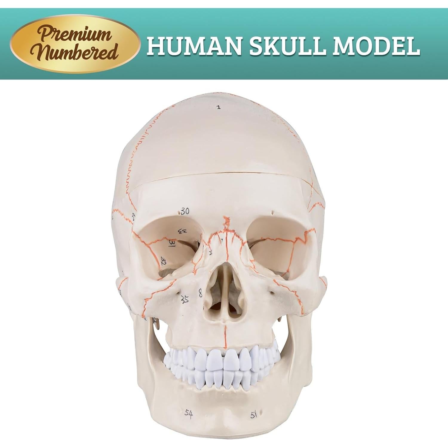 Modelo de Cráneo Humano Numerado Skillssist 1:1 3 Partes