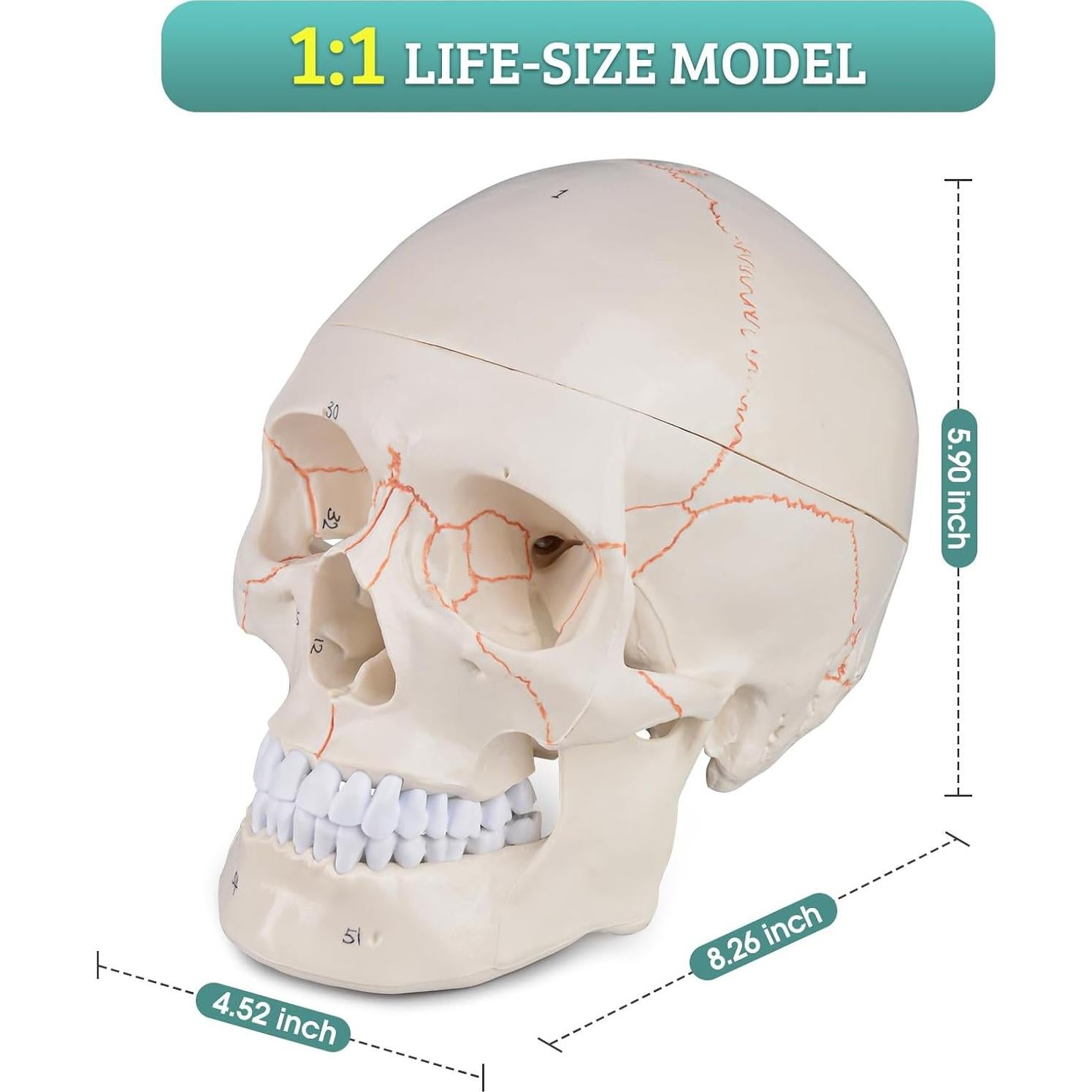 Modelo de Cráneo Humano Numerado Skillssist 1:1 3 Partes