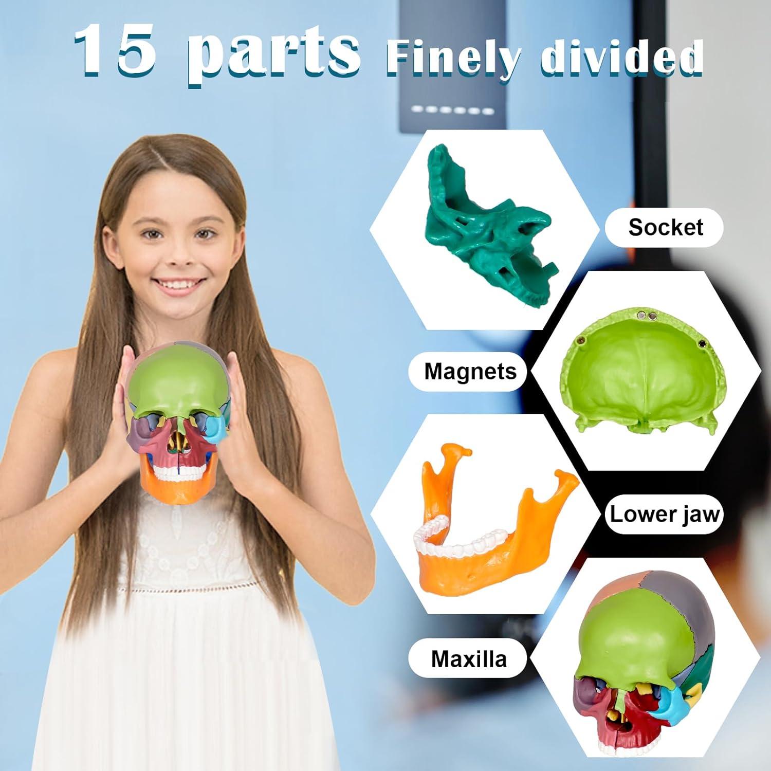 Modelo de Cráneo Humano Breesky 15 Partes Desmontable