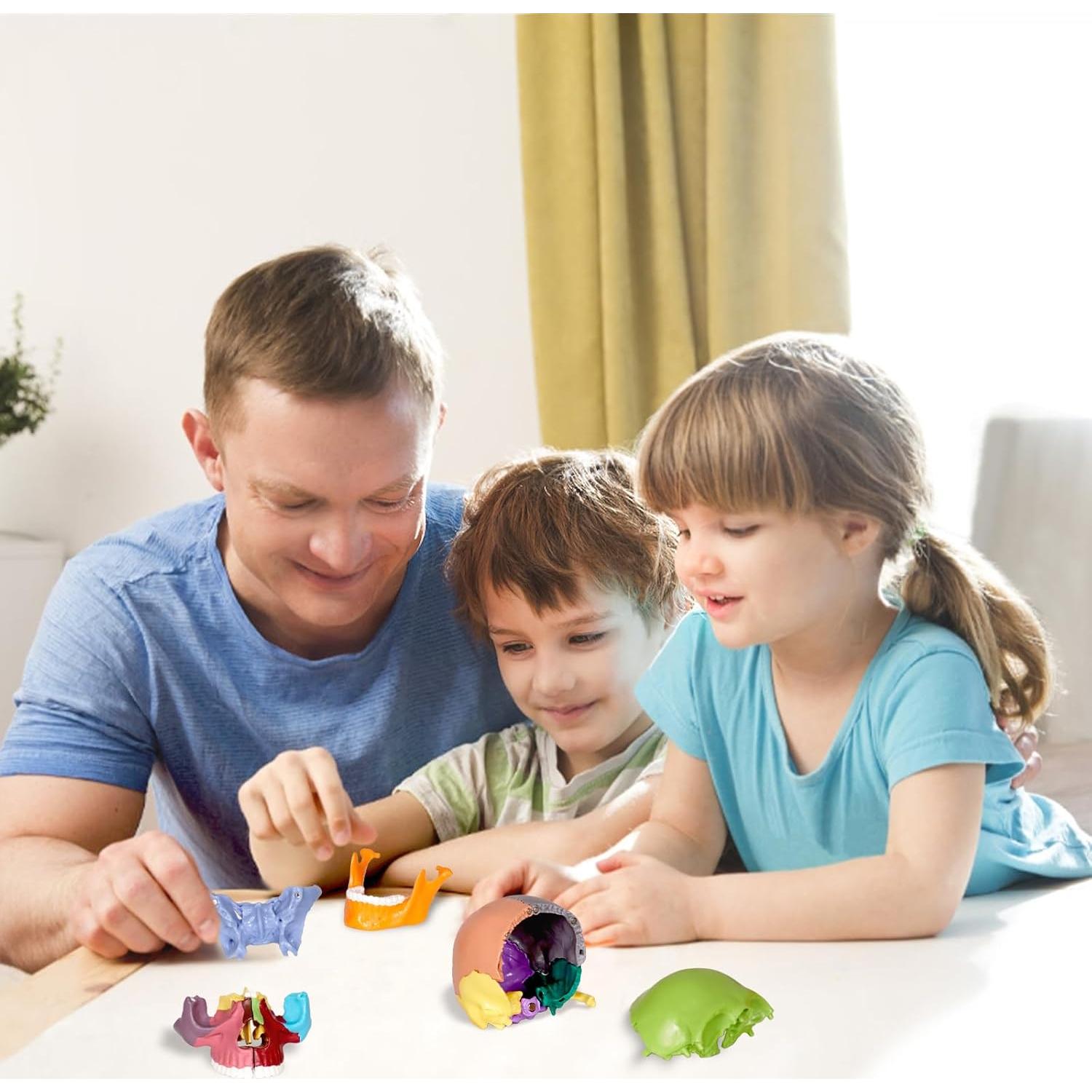 Modelo de Cráneo Humano Breesky 15 Partes Desmontable