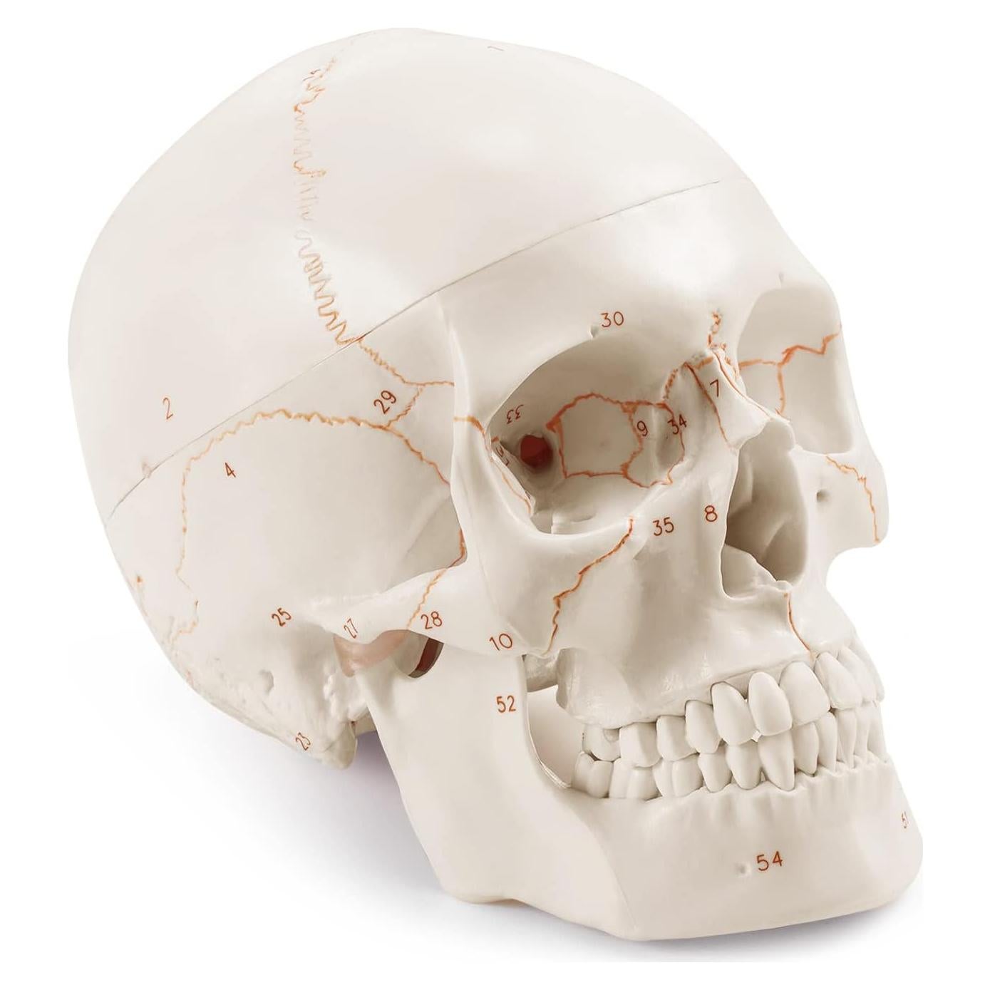 Modelo Anatómico de Cráneo Humano Medarchitect 19x15cm PVC
