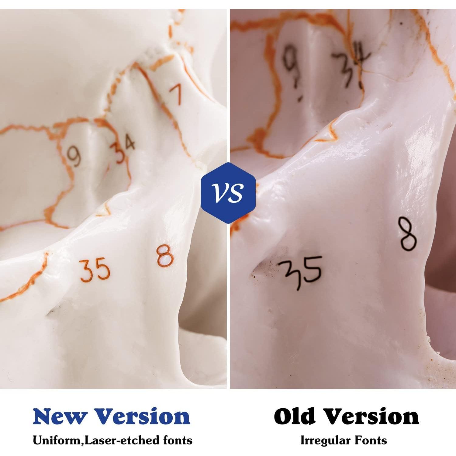 Modelo Anatómico de Cráneo Humano Medarchitect 19x15cm PVC