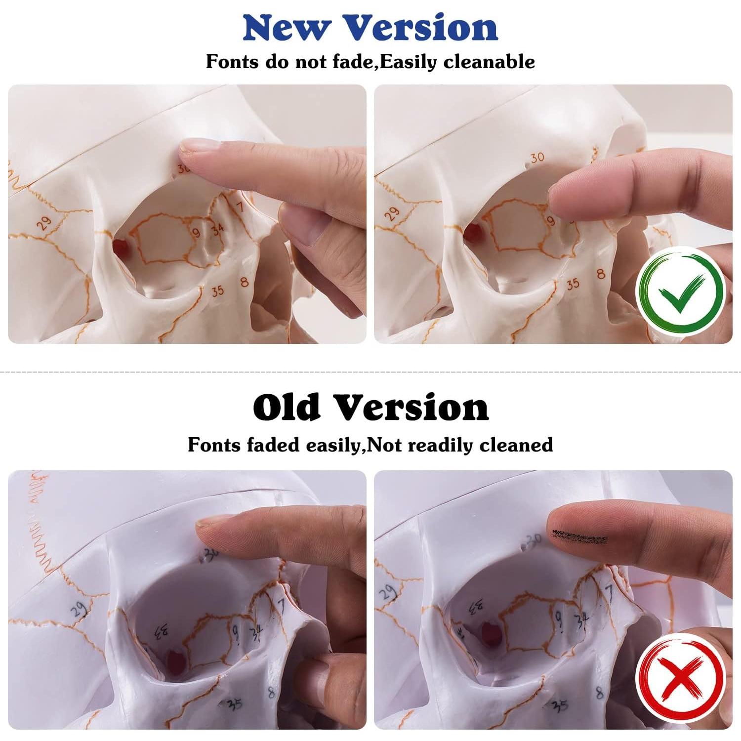 Modelo Anatómico de Cráneo Humano Medarchitect 19x15cm PVC