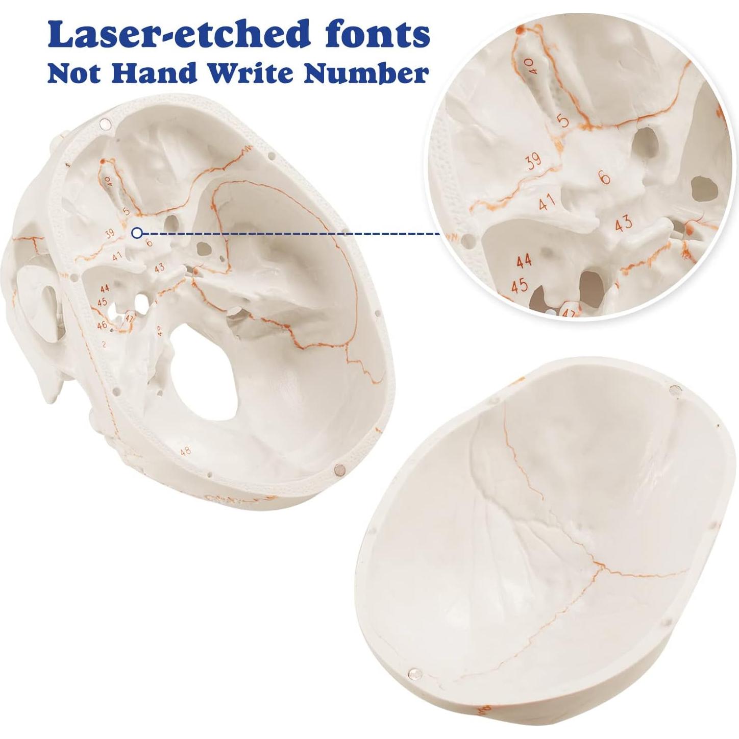 Modelo Anatómico de Cráneo Humano Medarchitect 19x15cm PVC