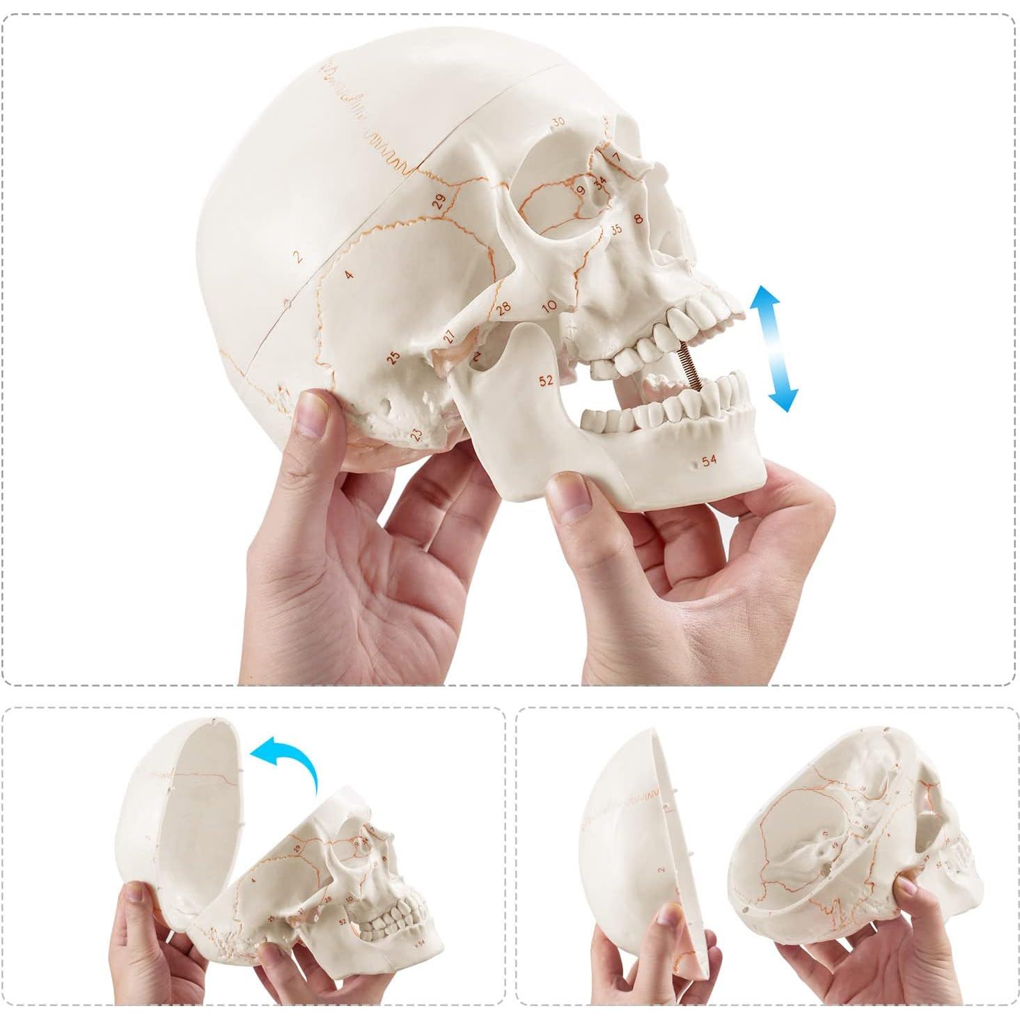 Modelo Anatómico de Cráneo Humano Medarchitect 19x15cm PVC