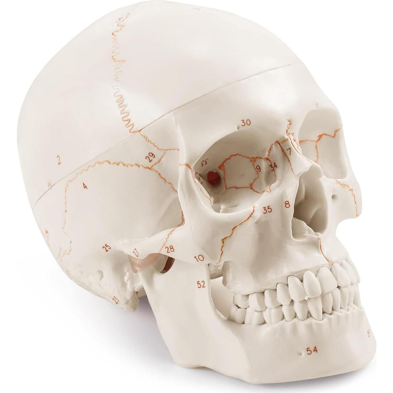 Modelo Anatómico de Cráneo Humano Medarchitect 19x15cm PVC