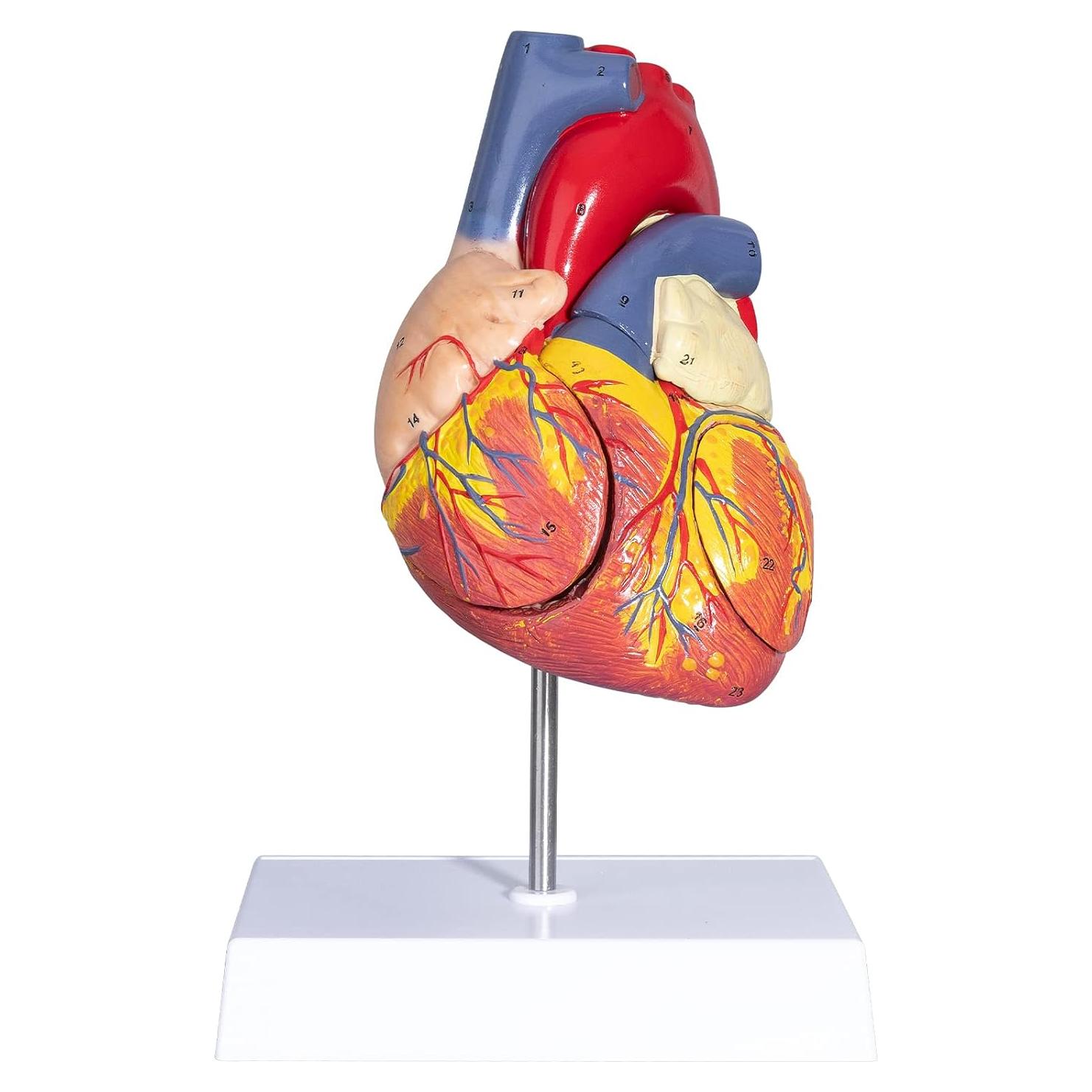 Modelo Anatómico del Corazón Ampliado 2X LVCHEN - 20x14x17cm