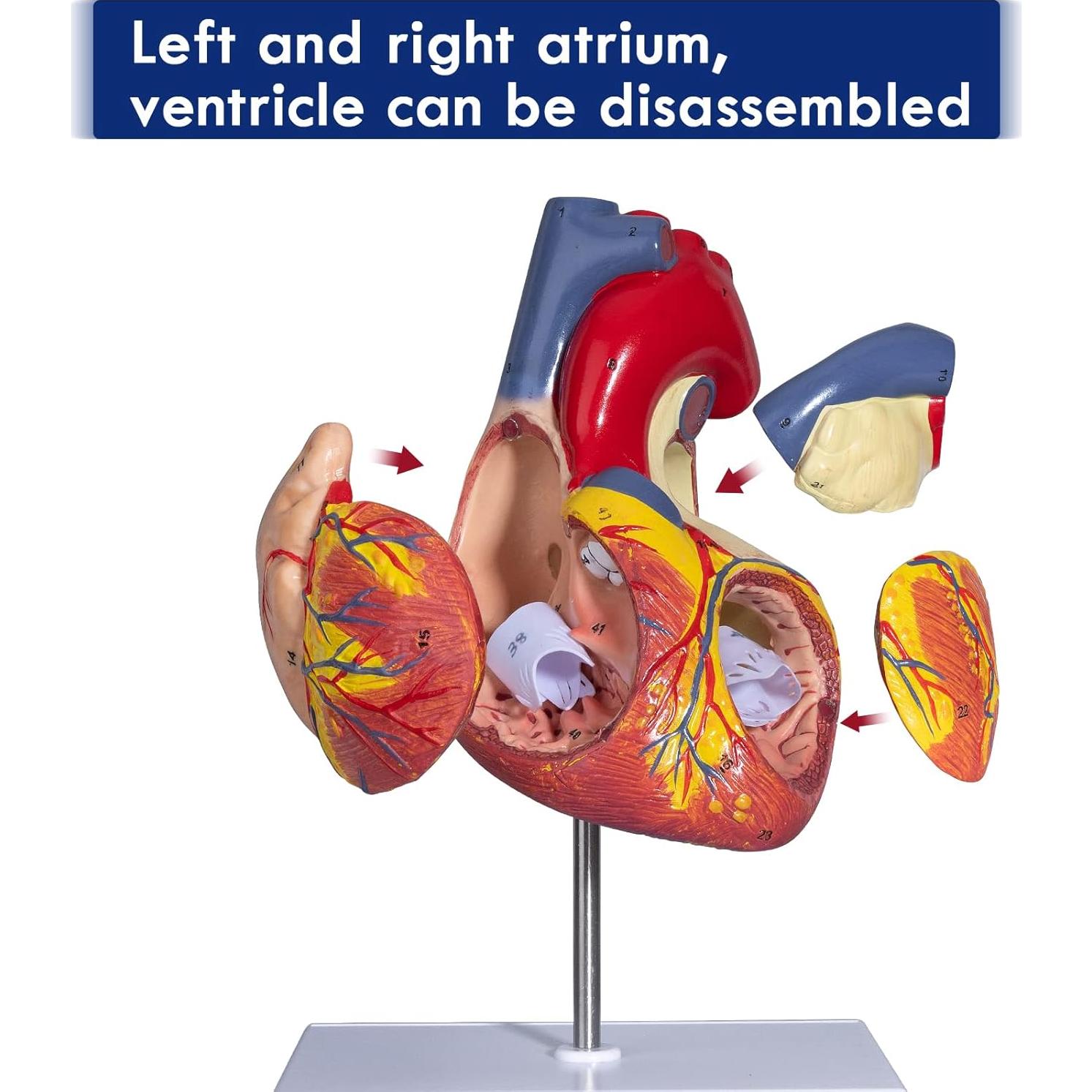 Modelo Anatómico del Corazón Ampliado 2X LVCHEN - 20x14x17cm