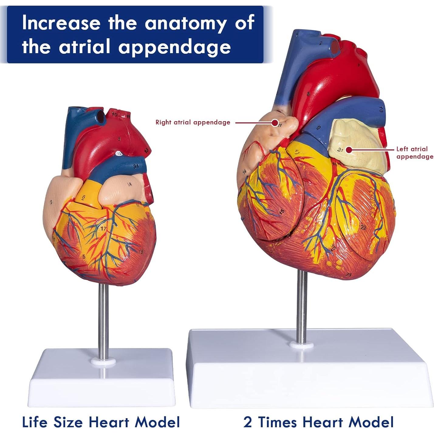 Modelo Anatómico del Corazón Ampliado 2X LVCHEN - 20x14x17cm