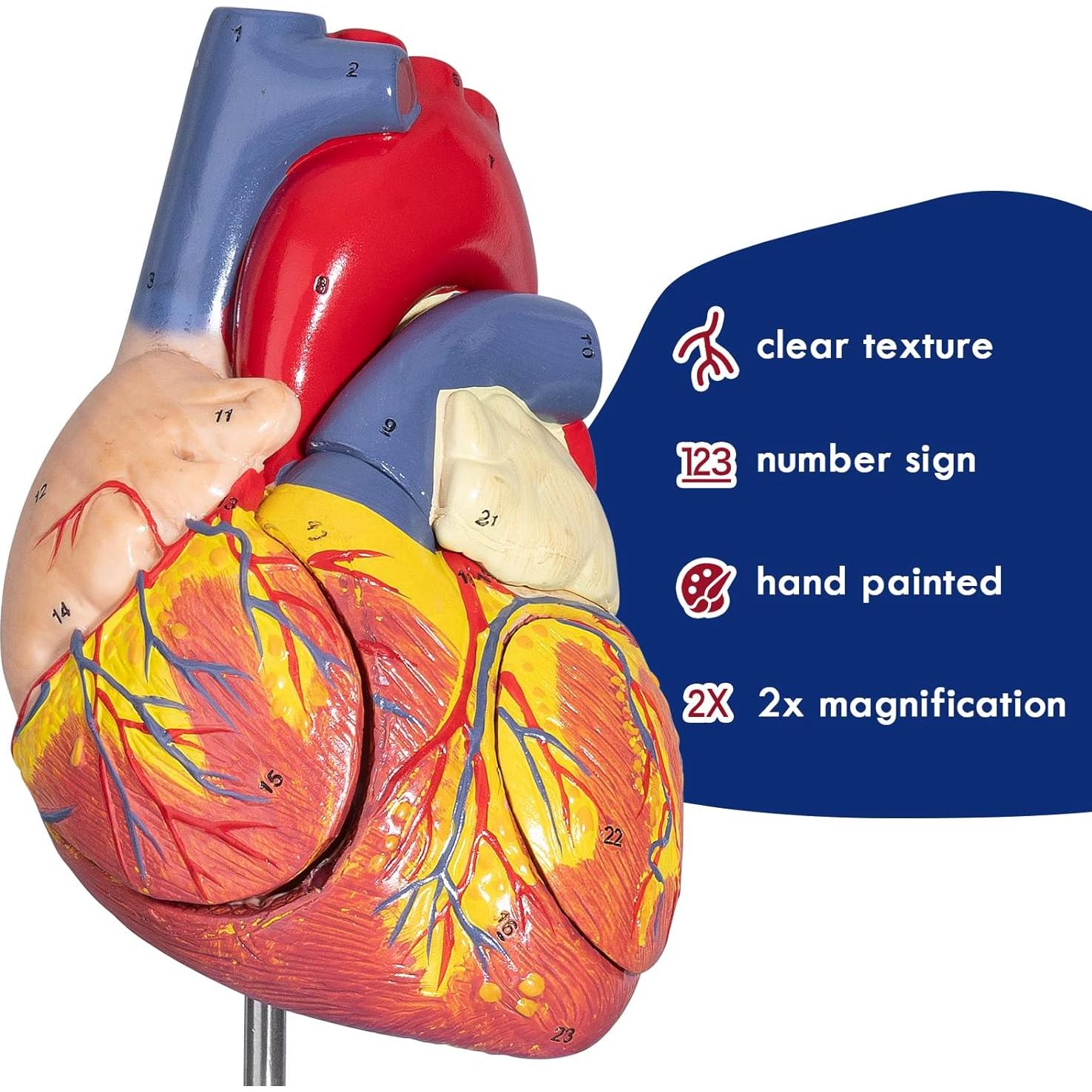 Modelo Anatómico del Corazón Ampliado 2X LVCHEN - 20x14x17cm