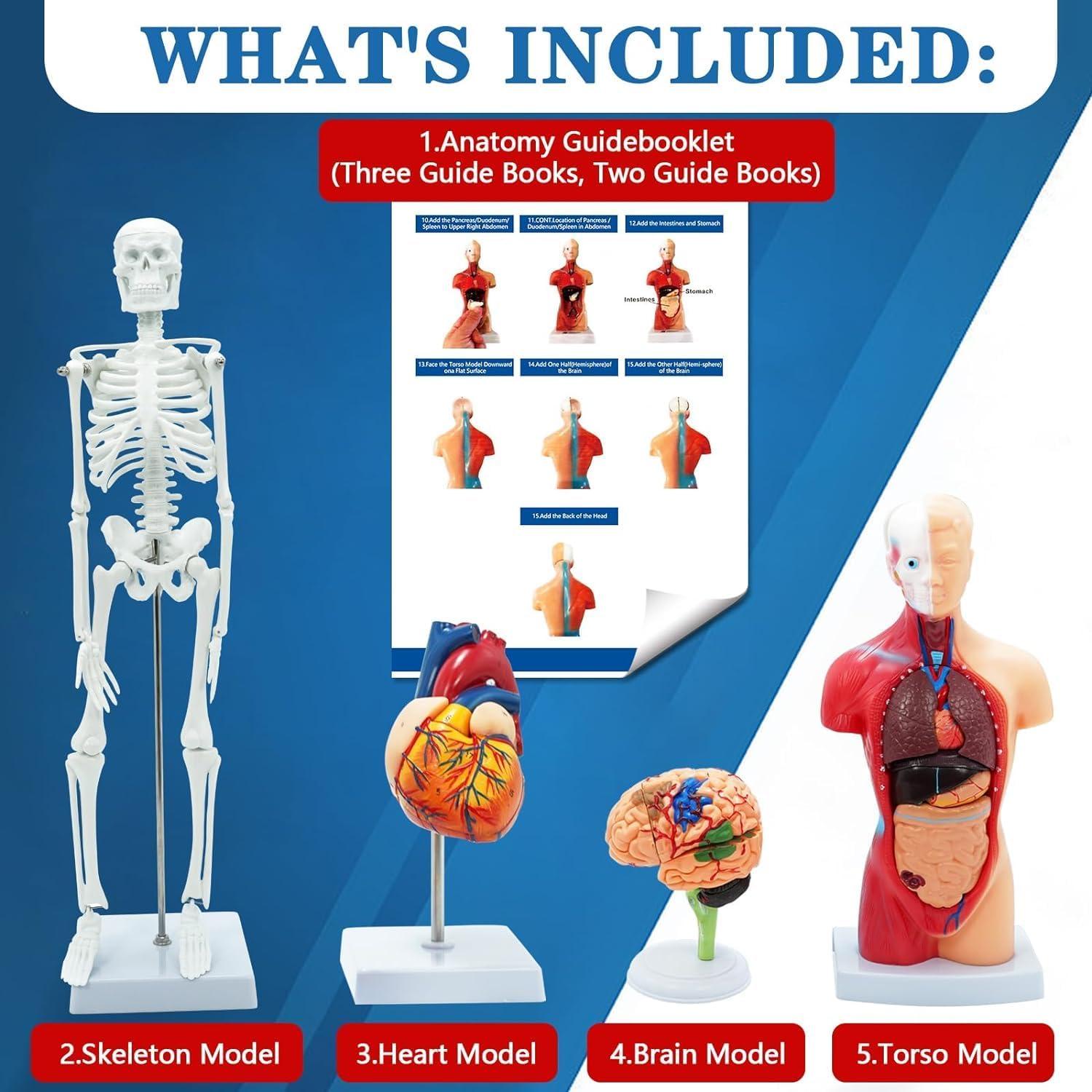 Kit de Modelos Anatómicos SFXYJ - Cuerpo Humano, Corazón, Cerebro, Esqueleto