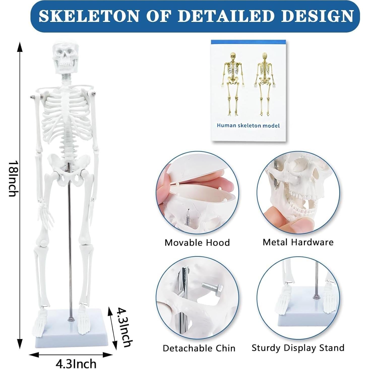 Kit de Modelos Anatómicos SFXYJ - Cuerpo Humano, Corazón, Cerebro, Esqueleto