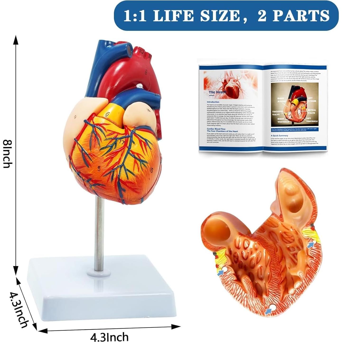 Kit de Modelos Anatómicos SFXYJ - Cuerpo Humano, Corazón, Cerebro, Esqueleto