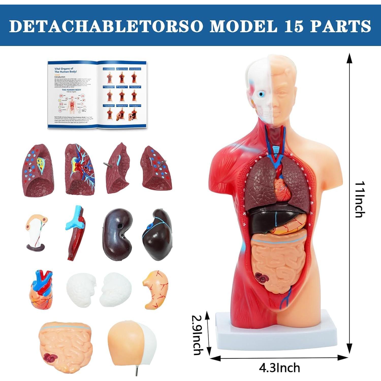 Kit de Modelos Anatómicos SFXYJ - Cuerpo Humano, Corazón, Cerebro, Esqueleto