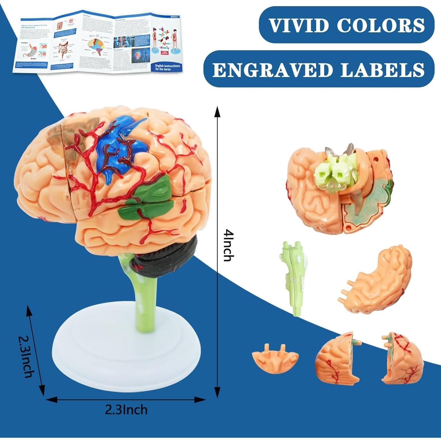 Kit de Modelos Anatómicos SFXYJ - Cuerpo Humano, Corazón, Cerebro, Esqueleto