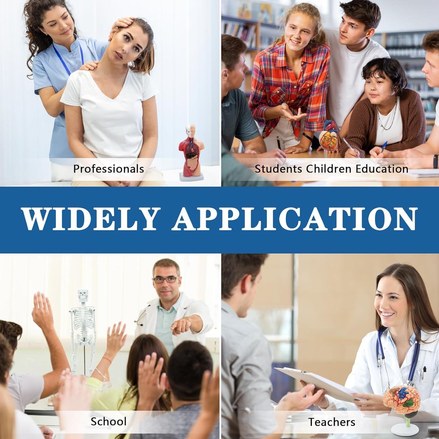 Kit de Modelos Anatómicos SFXYJ - Cuerpo Humano, Corazón, Cerebro, Esqueleto