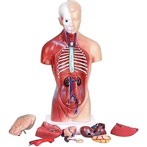 Modelo de Anatomía Torso Humano Masculino 28 cm PVC