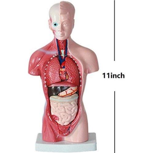 Modelo de Anatomía Torso Humano Masculino 28 cm PVC
