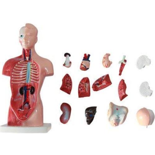 Modelo de Anatomía Torso Humano Masculino 28 cm PVC