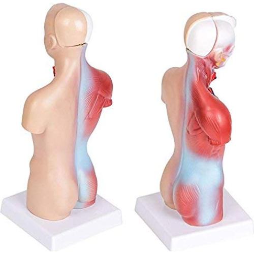 Modelo de Anatomía Torso Humano Masculino 28 cm PVC