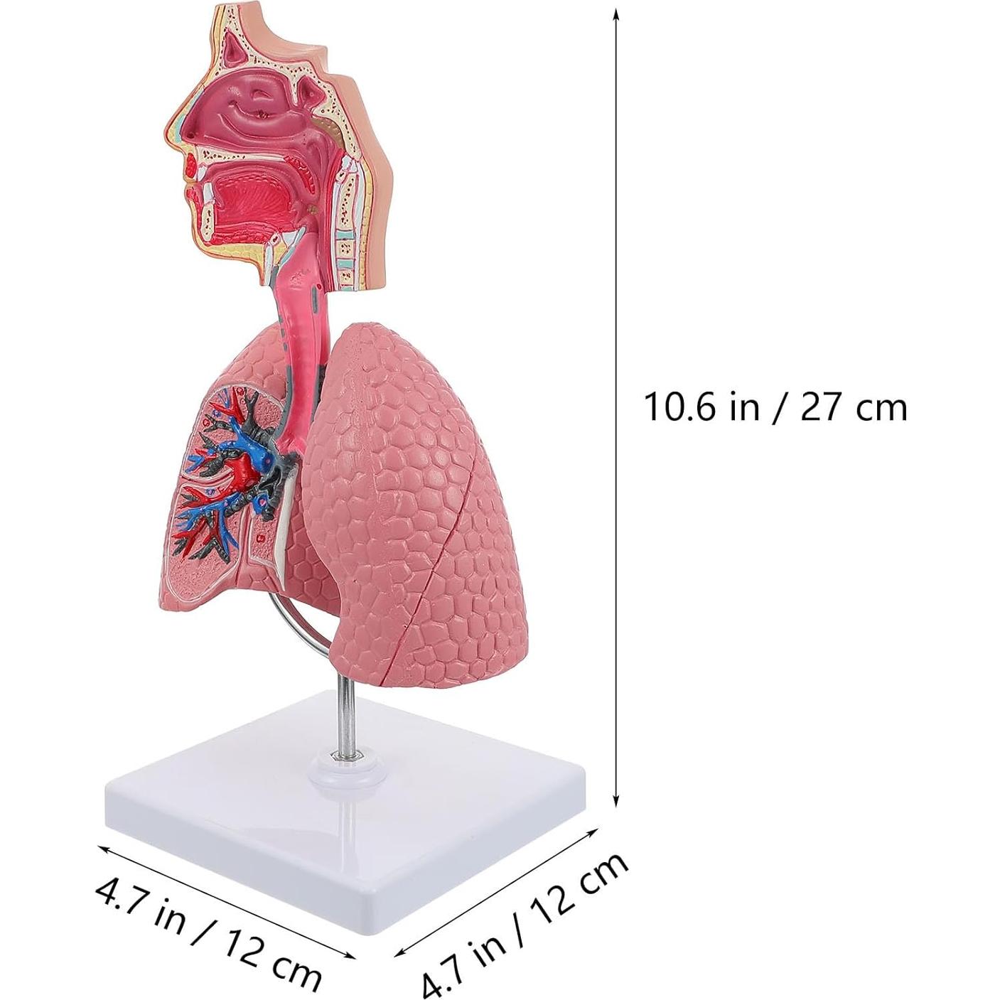 Modelo Anatómico de Cavidad Nasal y Pulmón Humano VILLCASE