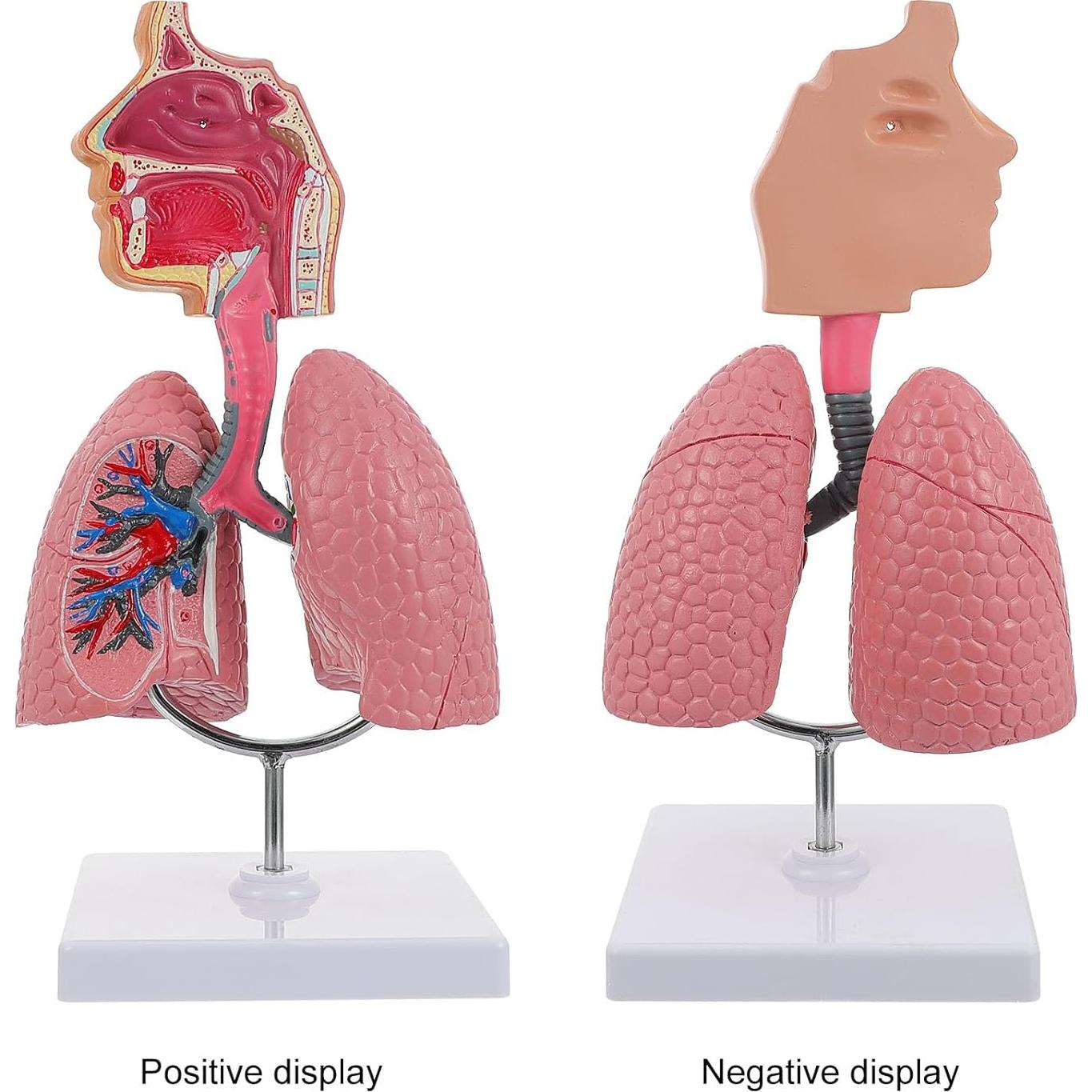 Modelo Anatómico de Cavidad Nasal y Pulmón Humano VILLCASE