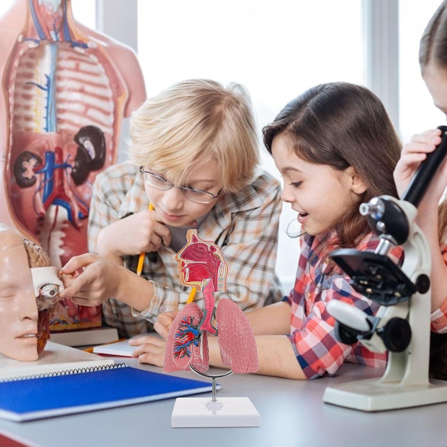 Modelo Anatómico de Cavidad Nasal y Pulmón Humano VILLCASE