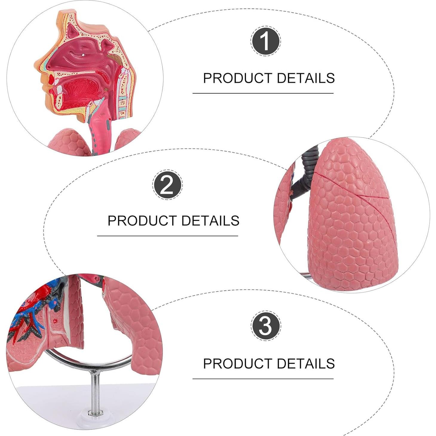 Modelo Anatómico de Cavidad Nasal y Pulmón Humano VILLCASE