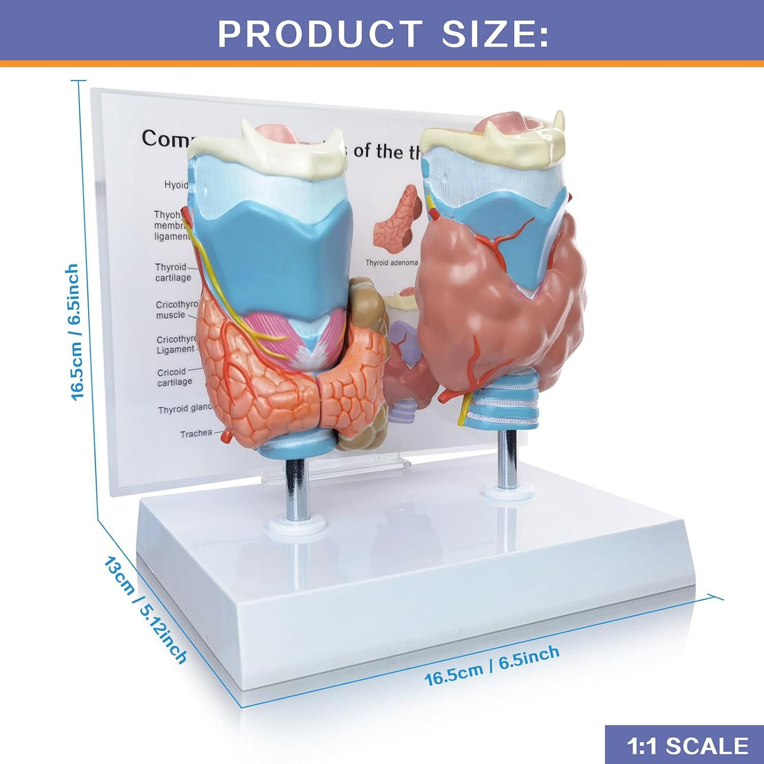 Modelo Anatómico de Tiroides Humana Evotech - 4 Partes