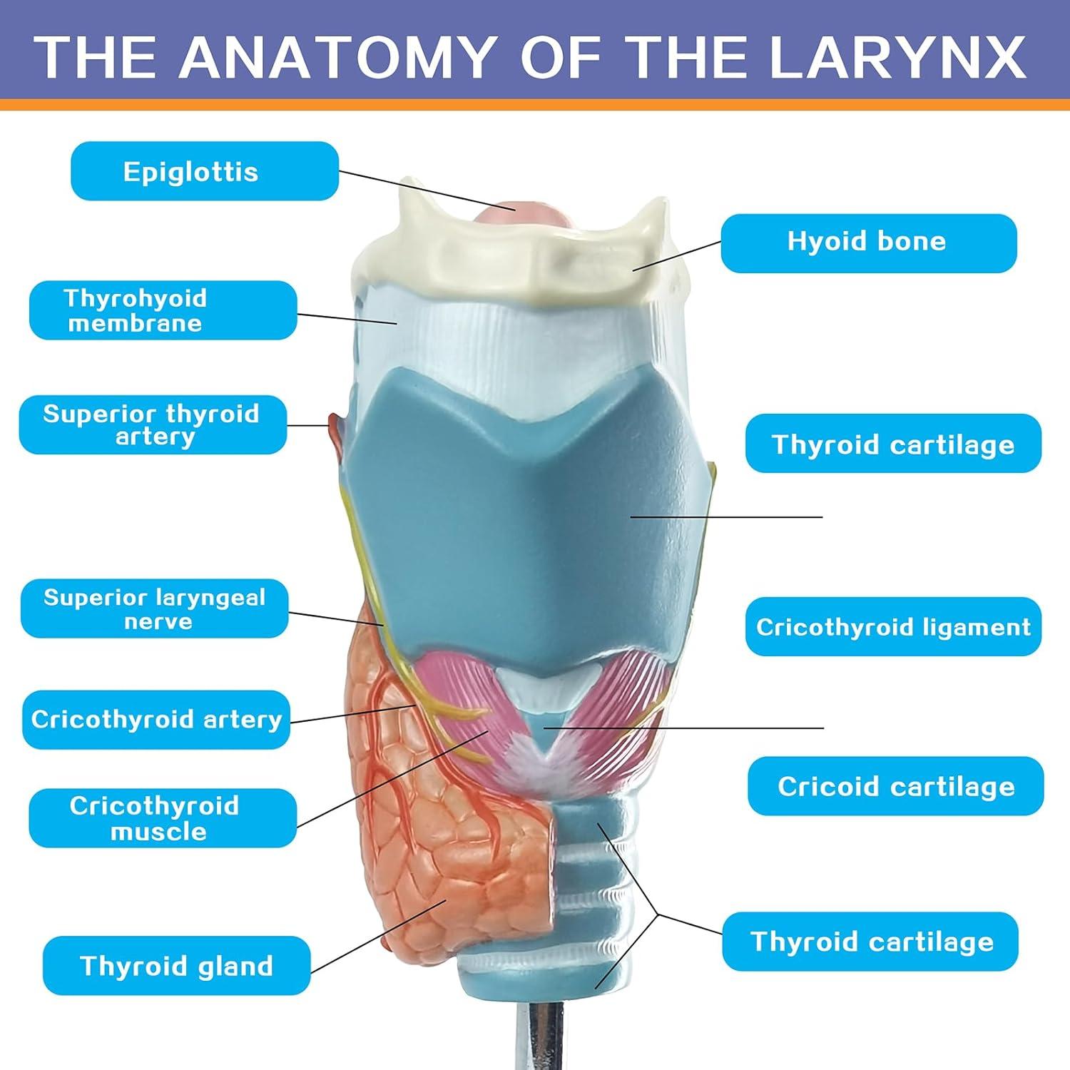 Modelo Anatómico de Tiroides Humana Evotech - 4 Partes