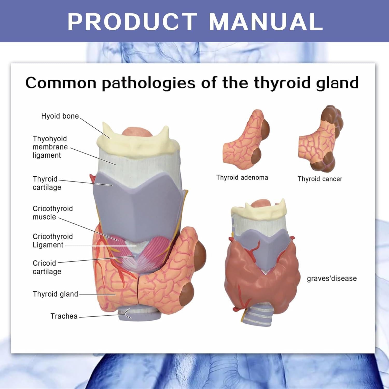 Modelo Anatómico de Tiroides Humana Evotech - 4 Partes