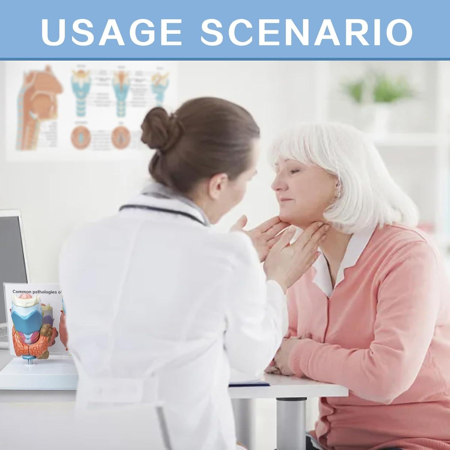 Modelo Anatómico de Tiroides Humana Evotech - 4 Partes