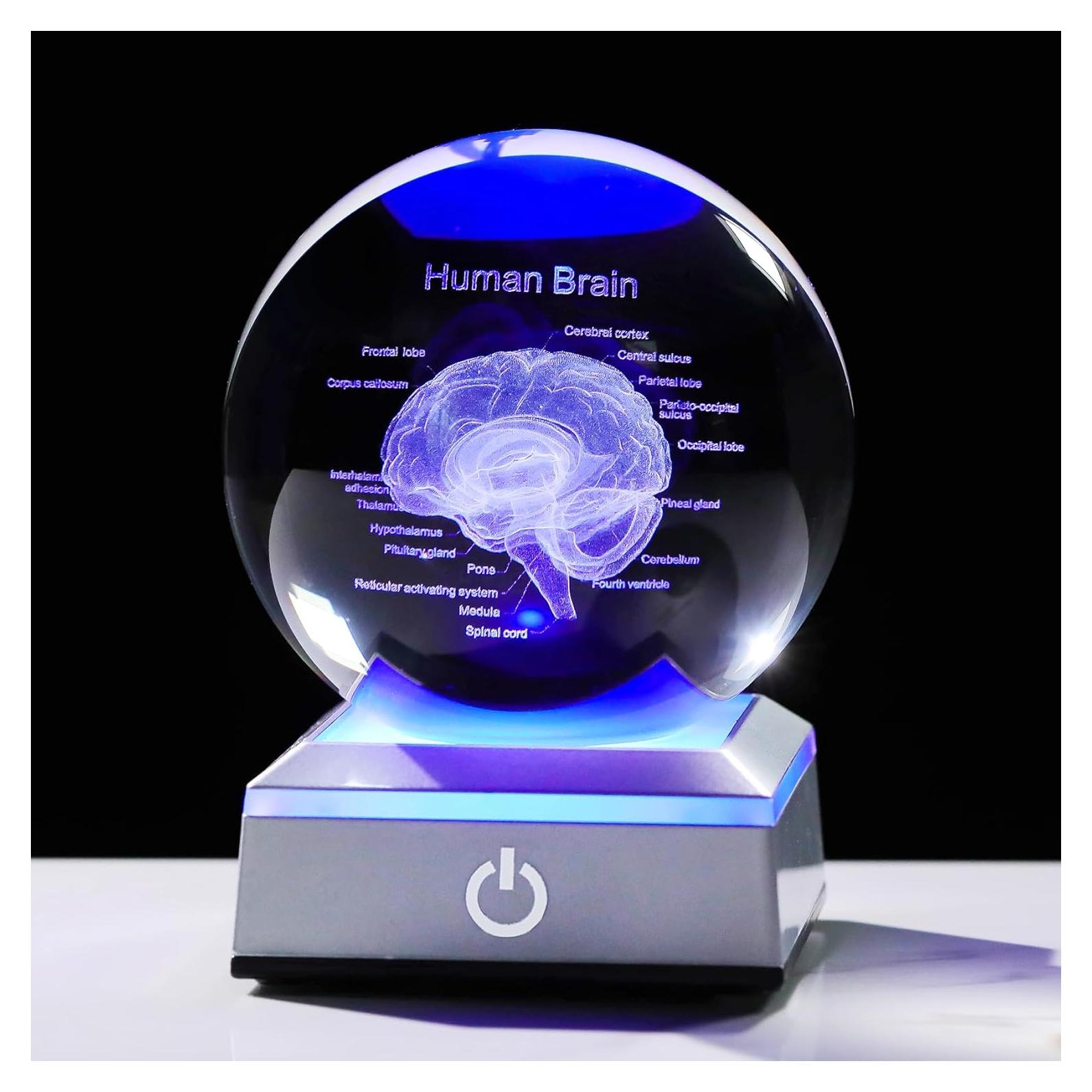 Bola de Cristal 3D Cerebro Humano 8 cm Ornalrist con Base LED