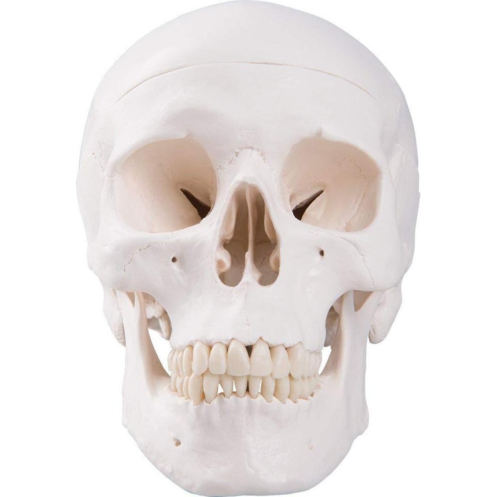 Modelo Anatómico de Cráneo Humano LYOU a Tamaño Real