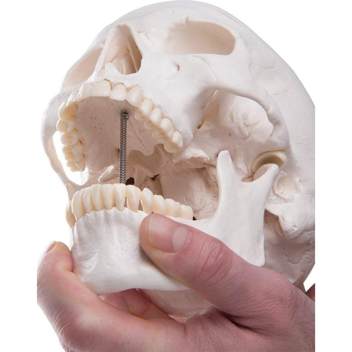 Modelo Anatómico de Cráneo Humano LYOU a Tamaño Real