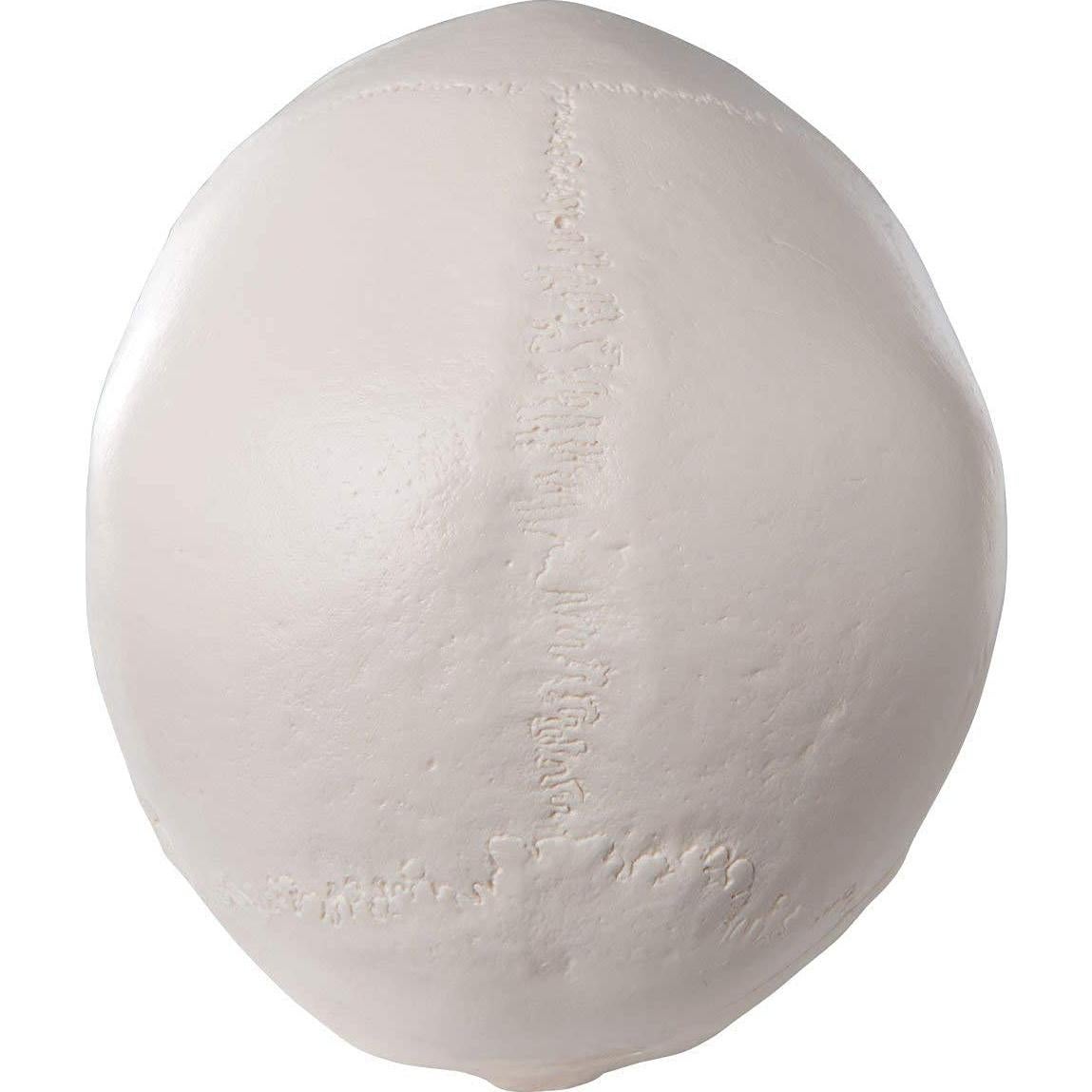 Modelo Anatómico de Cráneo Humano LYOU a Tamaño Real