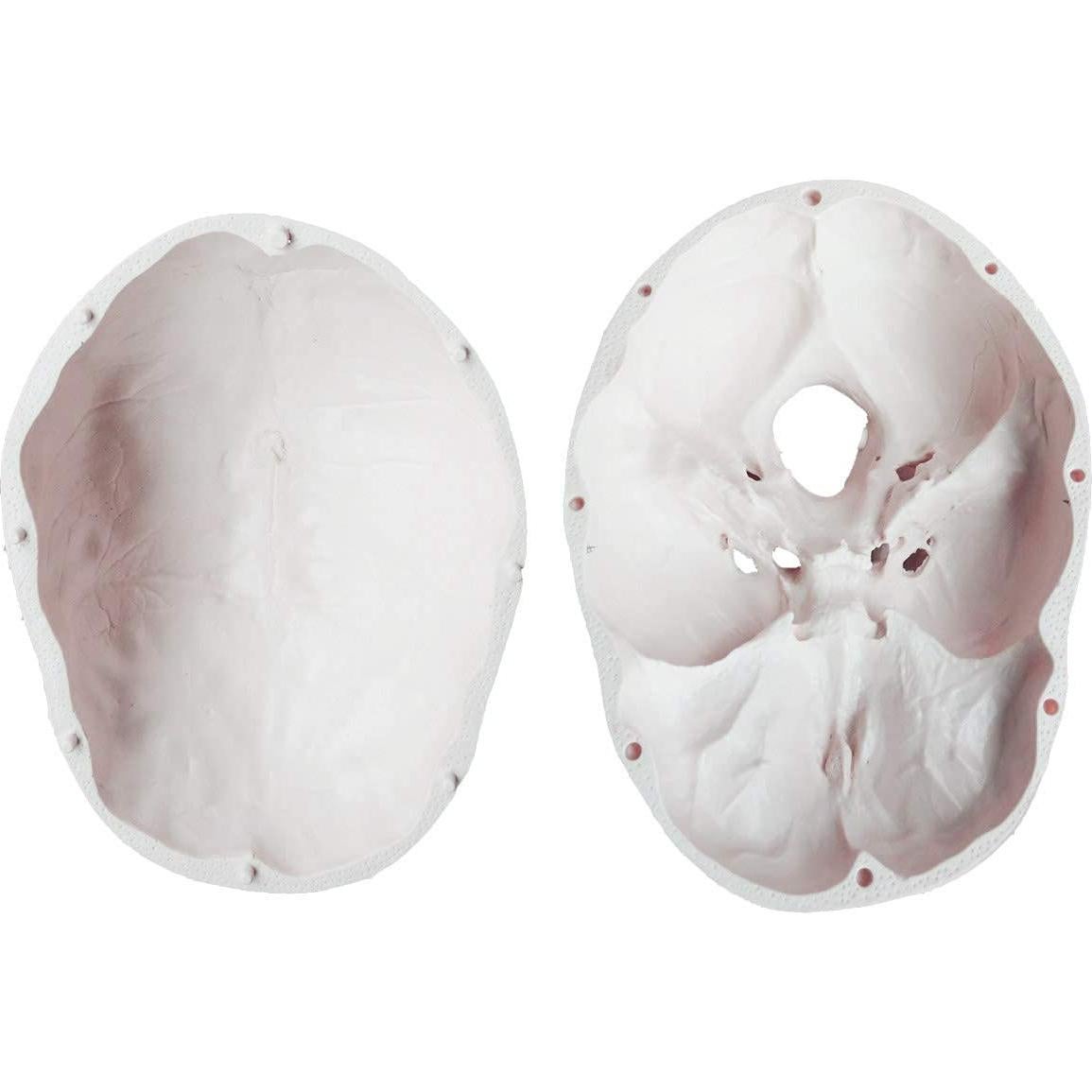 Modelo Anatómico de Cráneo Humano LYOU a Tamaño Real