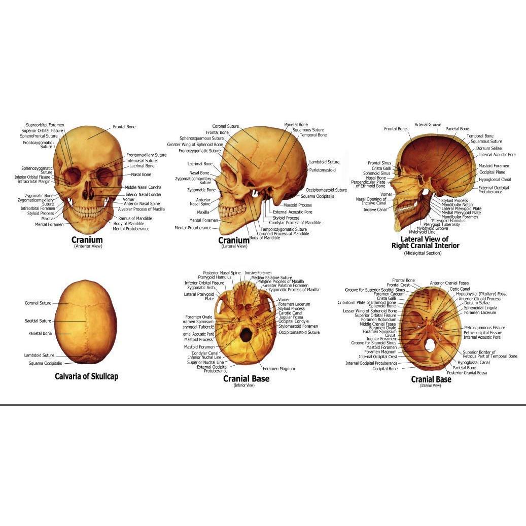 Modelo Anatómico de Cráneo Humano LYOU a Tamaño Real