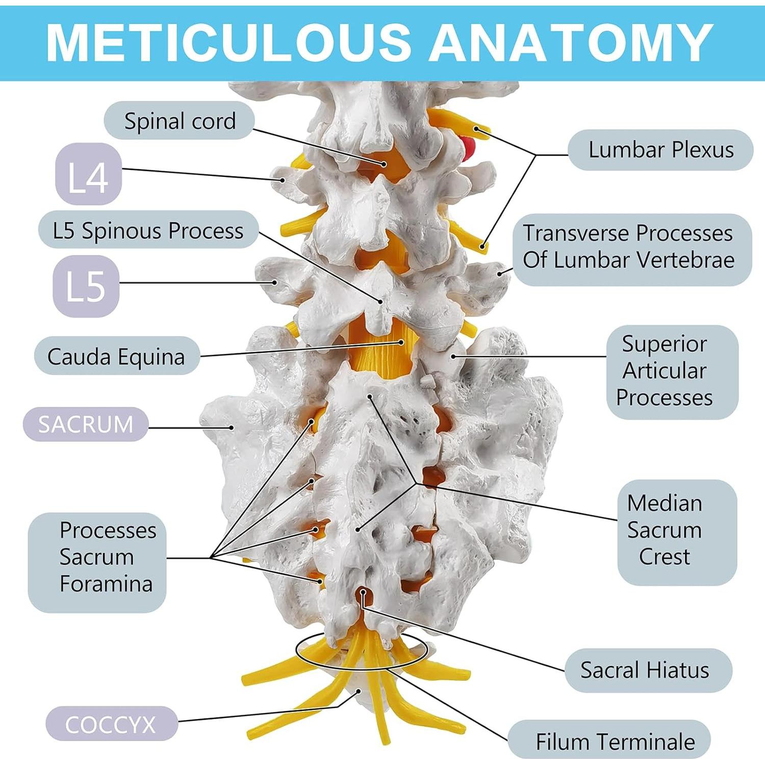 Modelo de Columna Lumbar 3D HADWYN - Anatomía Realista