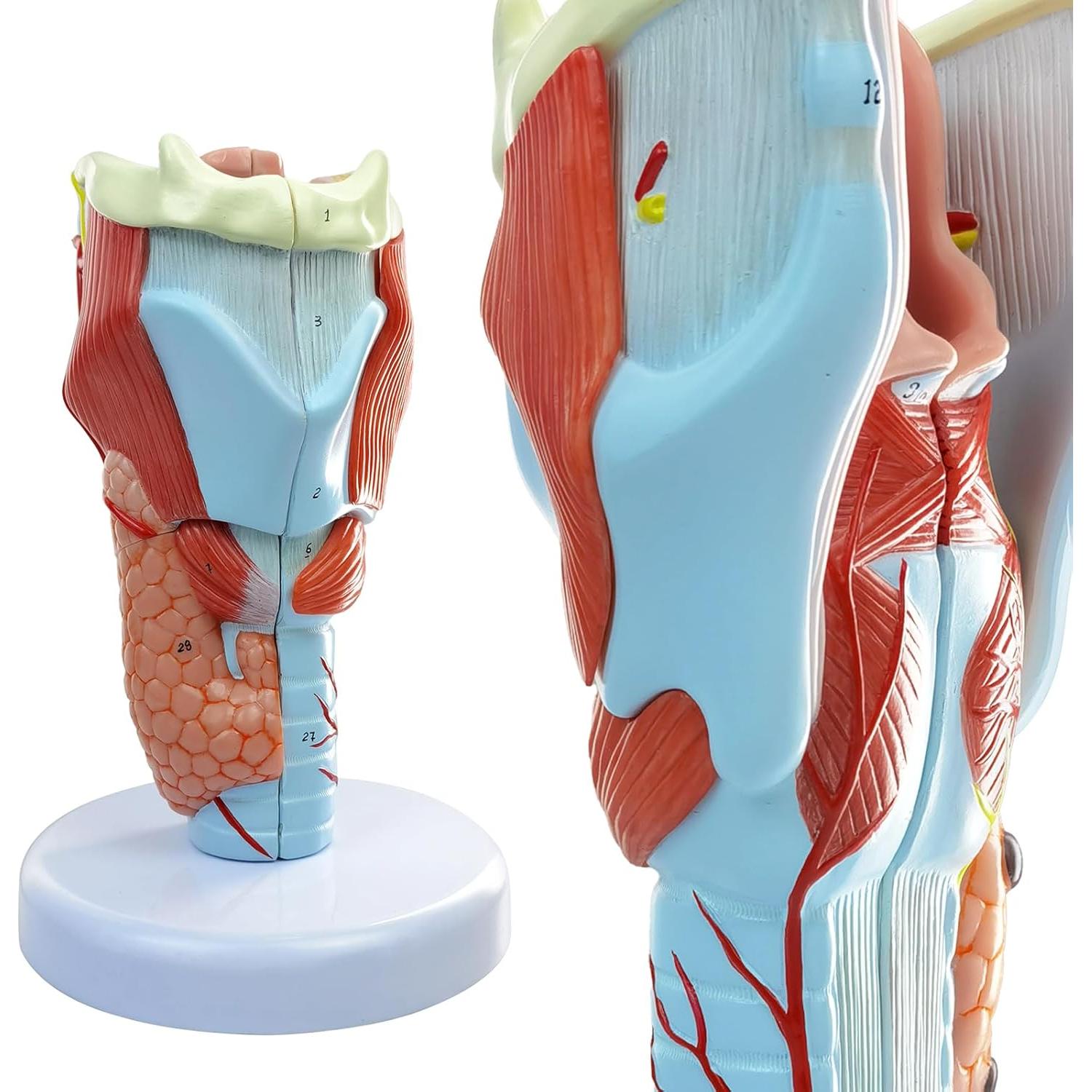 Modelo Anatómico de Laringe Humana Merinden 5 Piezas 2X