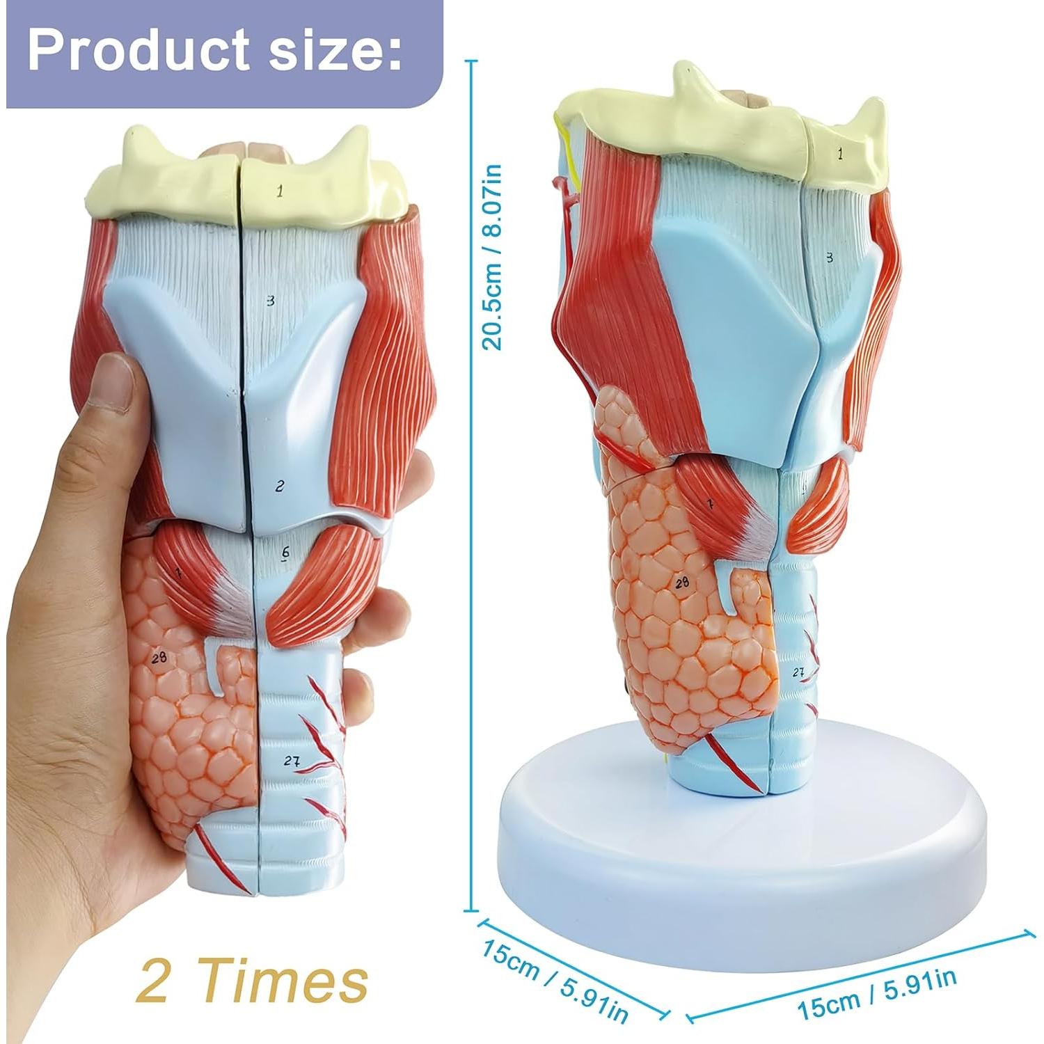 Modelo Anatómico de Laringe Humana Merinden 5 Piezas 2X