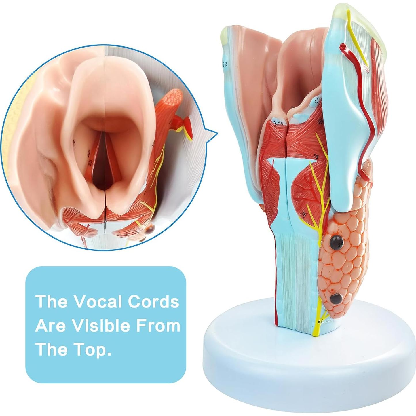 Modelo Anatómico de Laringe Humana Merinden 5 Piezas 2X