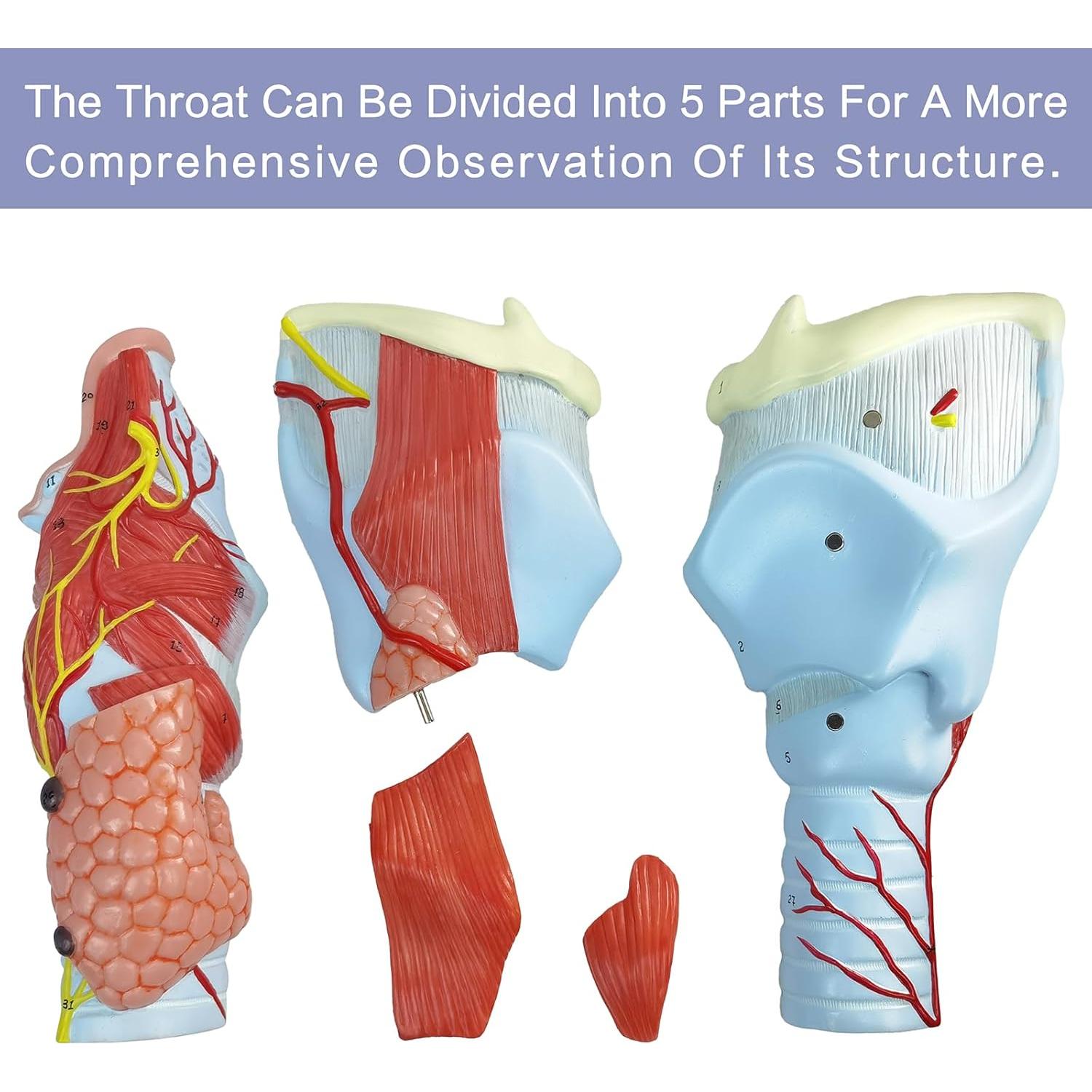 Modelo Anatómico de Laringe Humana Merinden 5 Piezas 2X