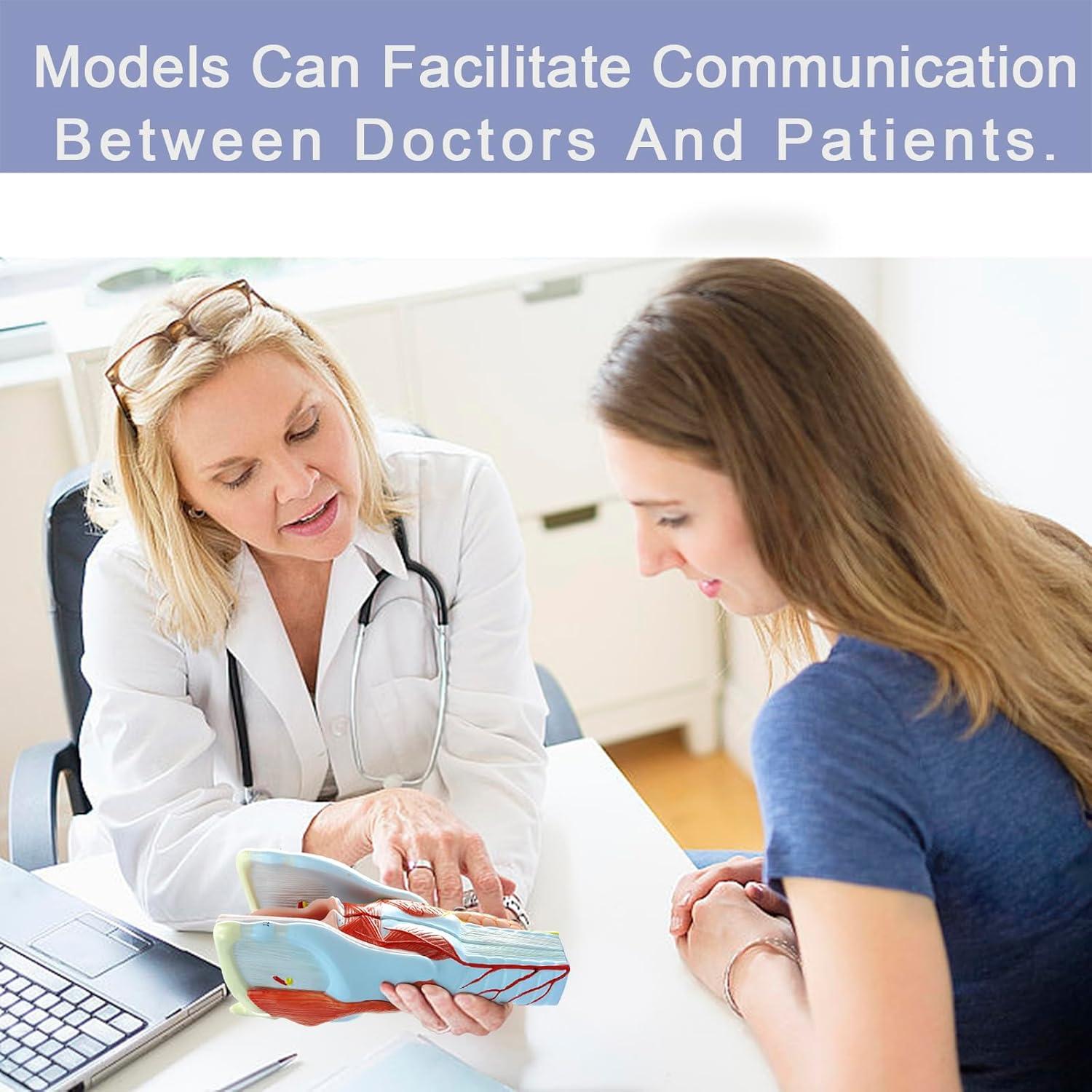 Modelo Anatómico de Laringe Humana Merinden 5 Piezas 2X