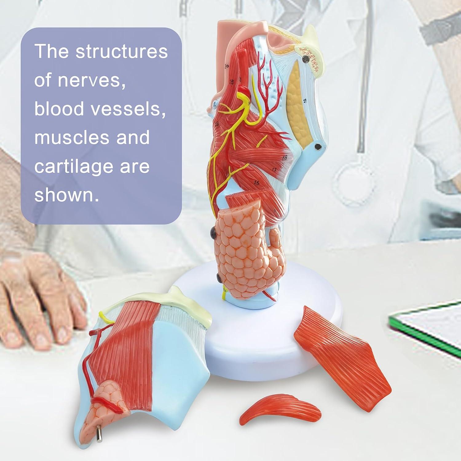 Modelo Anatómico de Laringe Humana Merinden 5 Piezas 2X