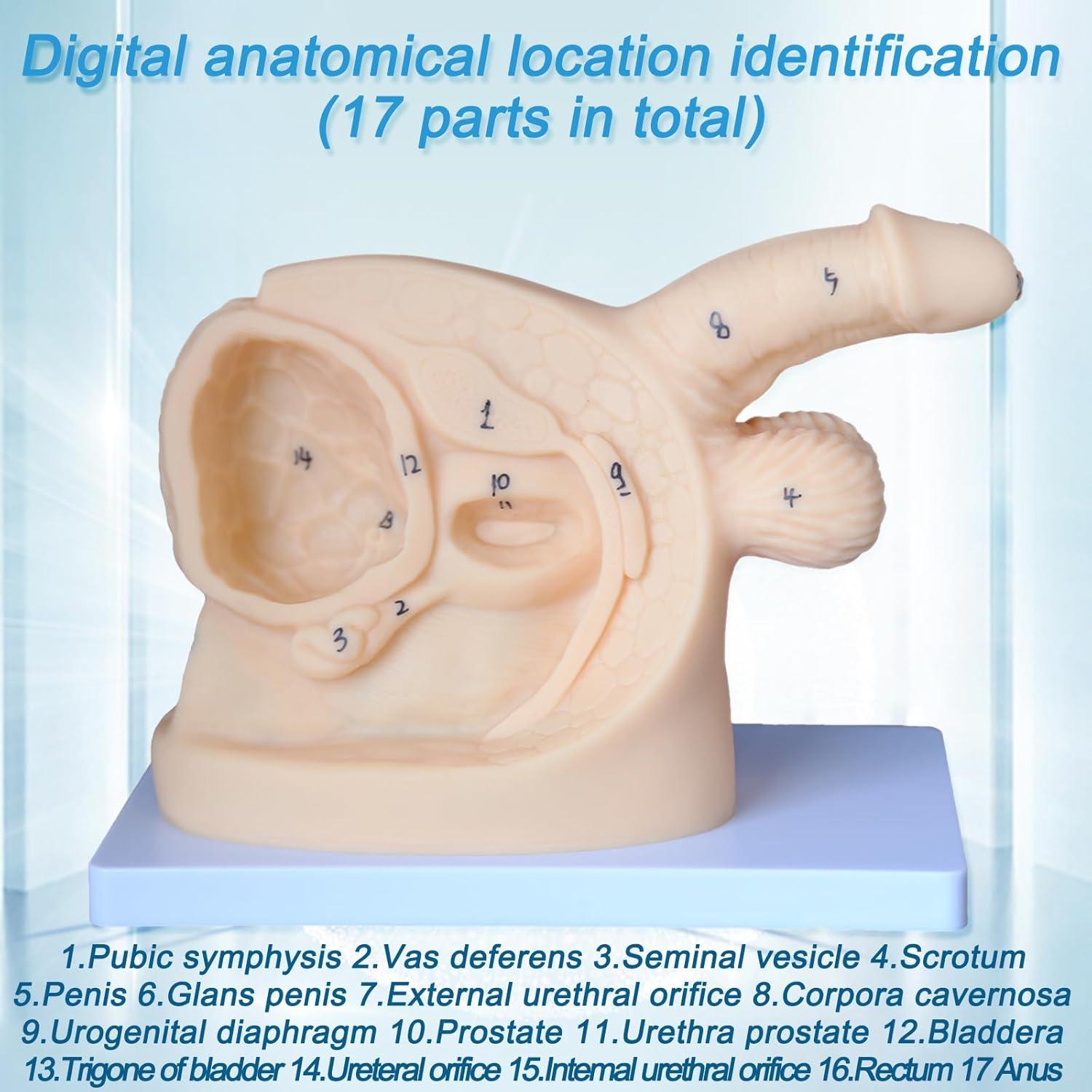 Modelo de Anatomía Genital Femenina y Masculina PVC 21 cm