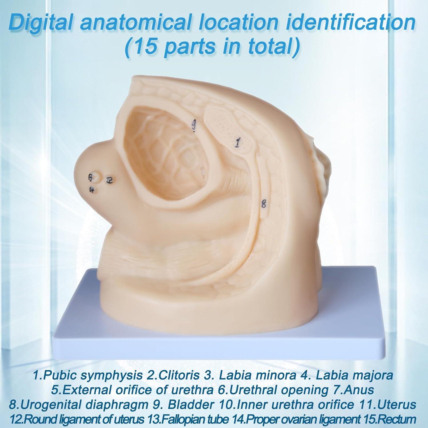 Modelo de Anatomía Genital Femenina y Masculina PVC 21 cm